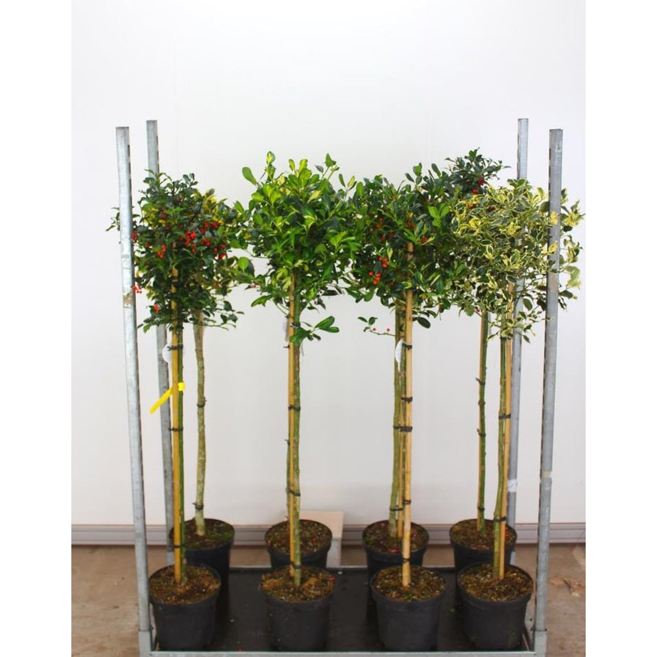Järnek – Ilex aquifolium 'J.C. van Tol' - 90 CM Stem C7.5
